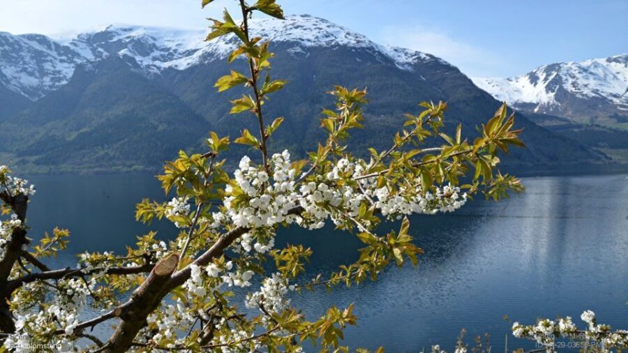 Bergen: Hardangerfjord, Voss Gondola & 3 Great Waterfalls - Who should book this Hardanger + Voss day?