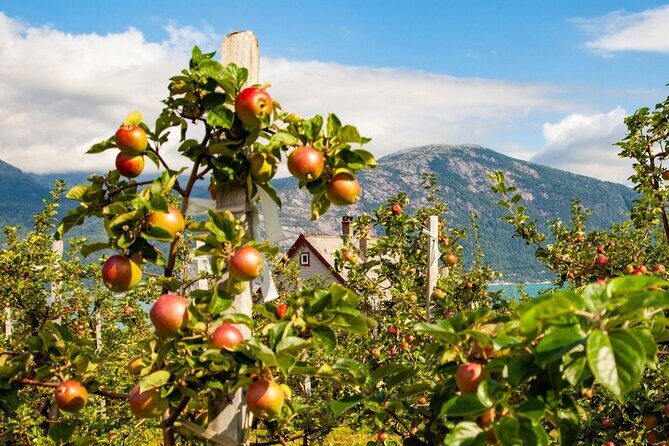 Bergen: Hardangerfjord, Waterfalls, Culture & Apple pie - Salthammeren Stone Age Carvings: Where Ancient Marks Meet Fjord Views