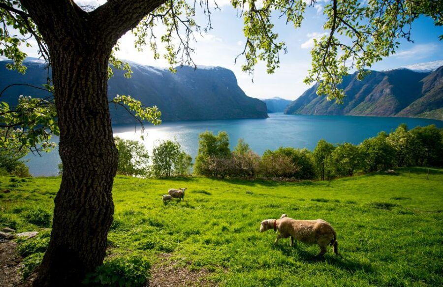 Bergen: Viking Village, Nærøyfjord Cruise & Flåm Railway - Price and value: is $418 worth it?