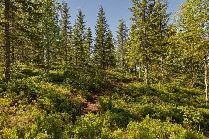 Best View of the Oslofjord Hike - From Kongens gate to Frognerseteren: The Easy Start That Sets the Mood