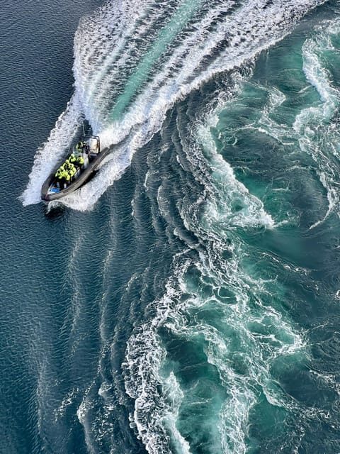 Bodø: Saltstraumen RIB Safari - Key things to look forward to