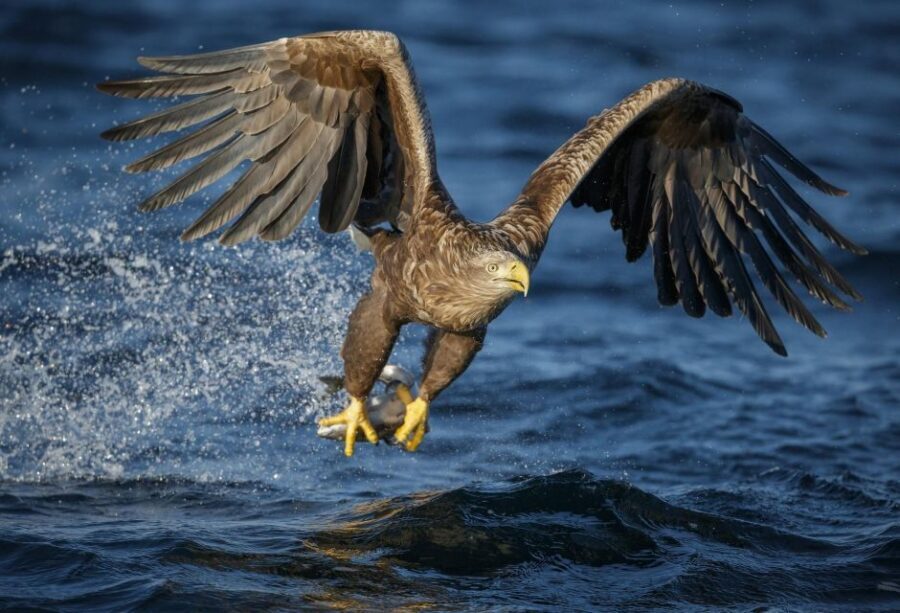 Bodø: Saltstraumen Sea Eagle Trip by RIB - Photo Stop + Guided Tour: Eagles, But Also the Story Behind the Water