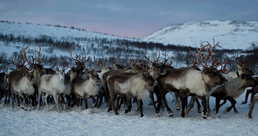 Bodø: Sami Experience in Bodø - Key moments that make this tour worth your attention