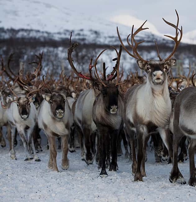 Bodø: Sami Experience in Bodø - Step into the lavvo: how storytelling sets the tone