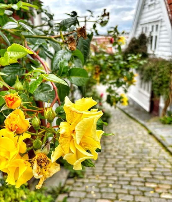Discover Private+ Stavanger Guided City Tour - Why this 2-hour Stavanger tour works for first-time planning
