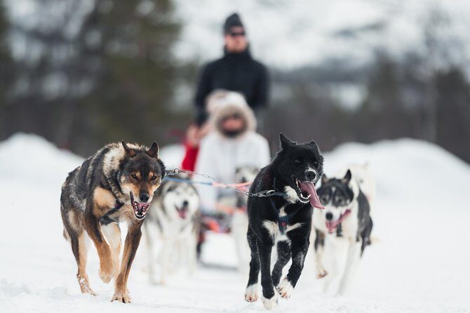 Dog Sled Tour and Husky Cuddles - Key Points You’ll Care About