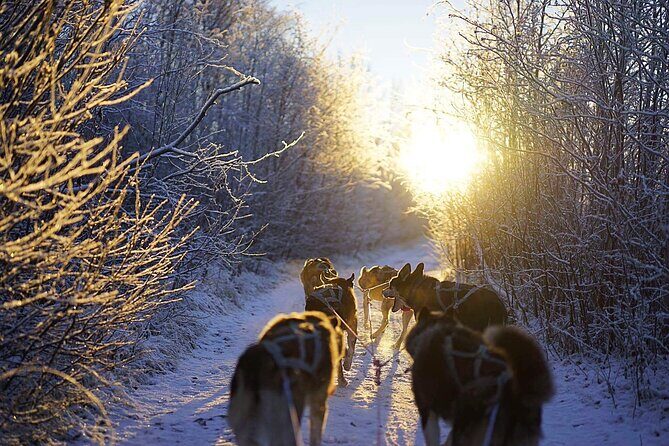 Dog Sled Tour and Husky Cuddles - Timing, Group Size, and Why It Feels Calm