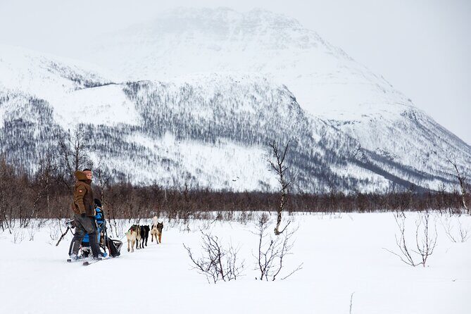 Dog Sledding: A Self-Drive Arctic Experience from Tromsø - Meet the Dogs: 120+ Husky Chaos in the Best Way