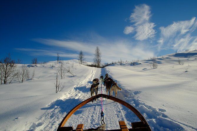 Dog Sledding: A Self-Drive Arctic Experience from Tromsø - The Lavvo Break: Hot Soup, Sweet Cake, and Spending Time with Dogs