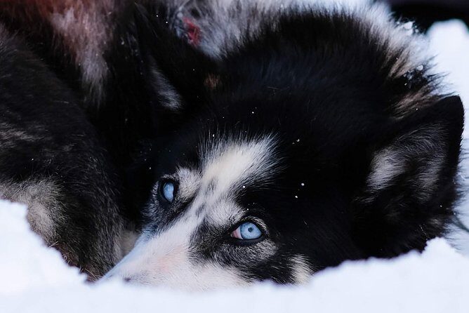 Dog Sledding: A Self-Drive Arctic Experience from Tromsø - Value for Money: Why This Costs What It Costs