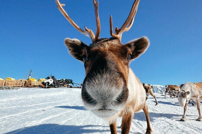 Exclusive Reindeers Experience in small groups, Tromso - Key highlights to know before you go