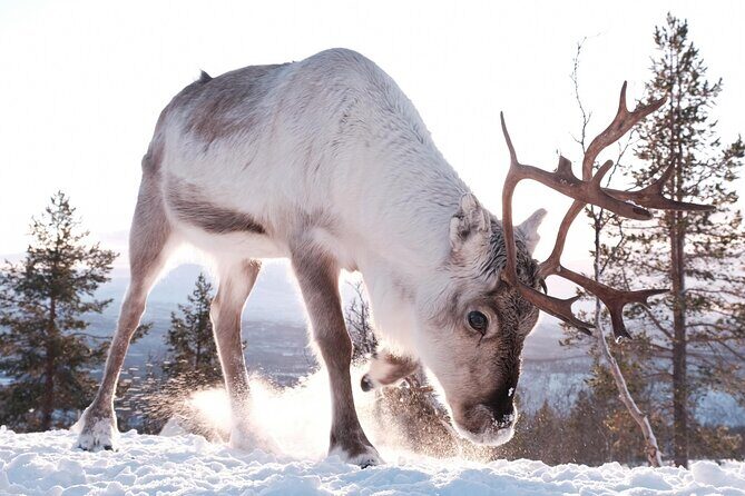 Exclusive Reindeers Experience in small groups, Tromso - The warm cabin break: hot drinks, simple comfort