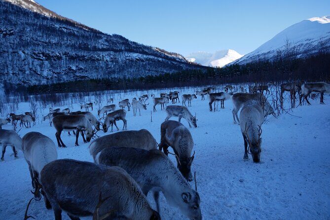 Exclusive Reindeers Experience in small groups, Tromso - Small group pacing: more time with people, not with crowds