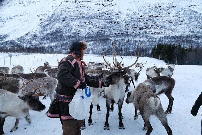 Exclusive Reindeers Experience in small groups, Tromso - Feeding the reindeer: close, fast, and genuinely fun