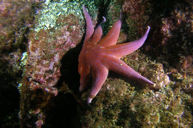 First Time Diver Scuba Experience - Gear rental, weighting, and why comfort controls visibility