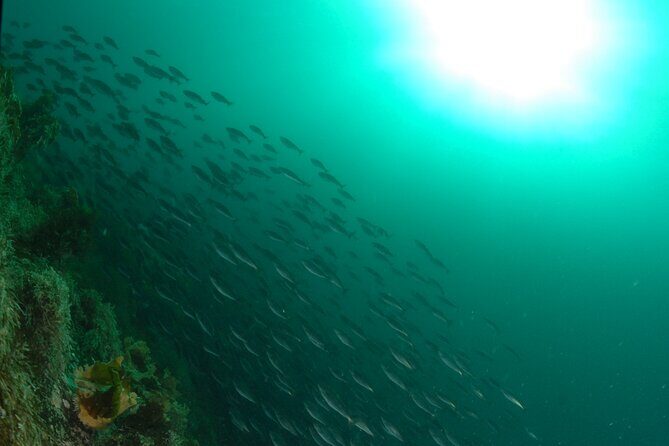 First Time Diver Scuba Experience - Price and value: is $213.82 reasonable for a first try?