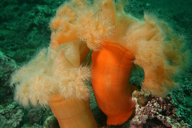 First Time Diver Scuba Experience - Who should book this, and who should think twice
