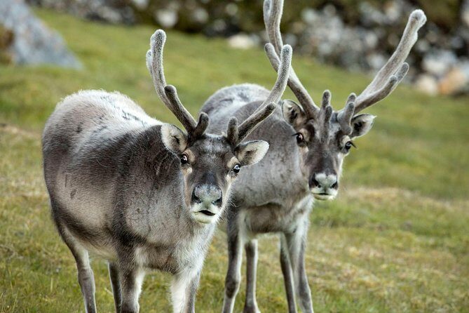 Fjord Expedition: Arctic Adventure Awaits - Tromso Fjords Stop: Views, Photo Time, and Wildlife Odds