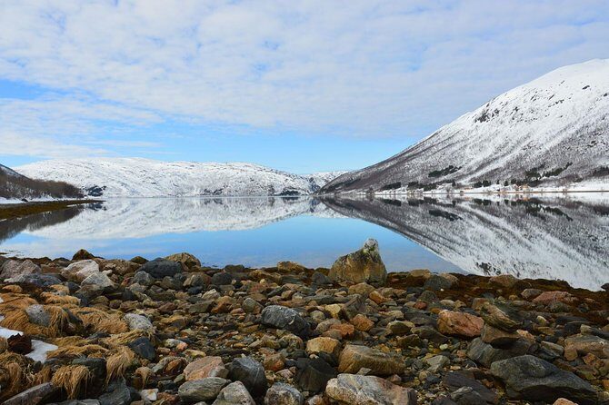 Fjord, Mountain and Wildlife Tour - Wildlife: Reindeer Odds and What to Expect in Winter