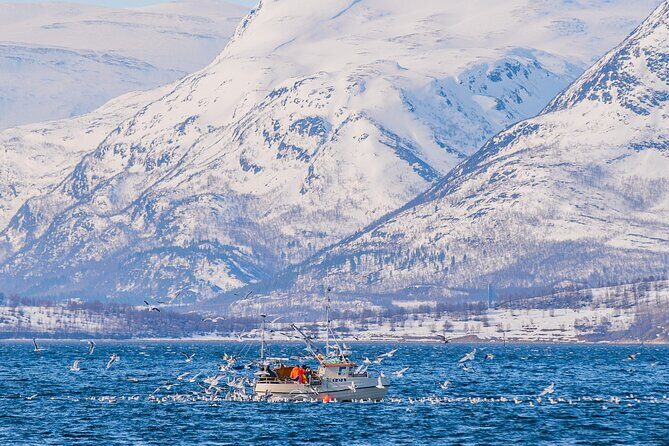 Fjord Safari in the Altafjord - Price and value: what you’re really paying for at $171