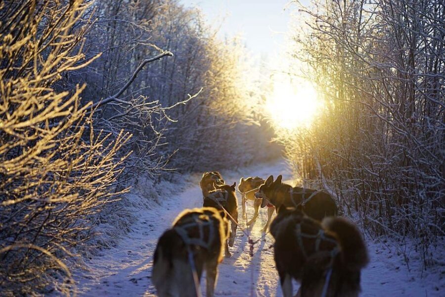 From Alta: Huskey Dog Sledding Tour - Meet Alta’s Huskies Like You Mean It, Not as a Drive-By Photo Stop