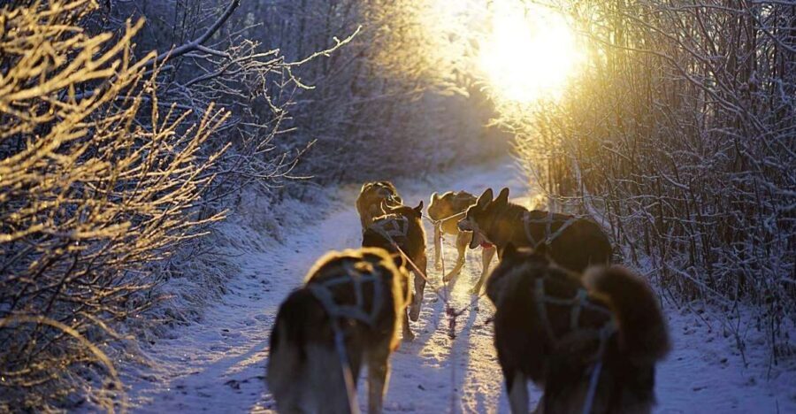 From Alta: Huskey Dog Sledding Tour - 09:00 Pickup in Alta: How the Timing and Transfer Shape the Whole Tour