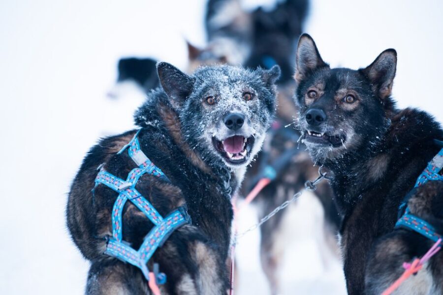 From Alta: Huskey Dog Sledding Tour - The Huskies and the Farm Visit: Where the Tour Builds Credibility