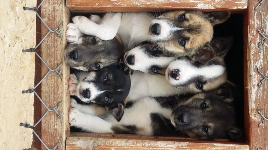 From Alta: Huskey Dog Sledding Tour - Who Should Book This Alta Husky Tour (And Who Should Skip It)