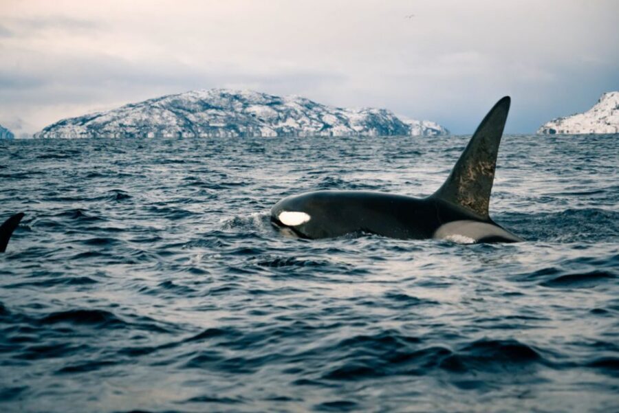 From Alta: Small Group Whale Watching by RIB - Key highlights at a glance