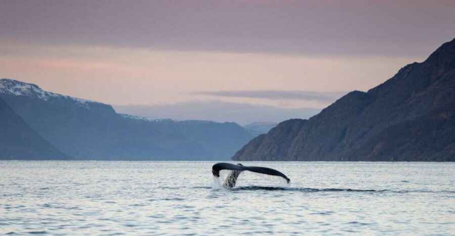 From Alta: Small Group Whale Watching by RIB - Why Alta’s winter fjords are a special whale-watching bet