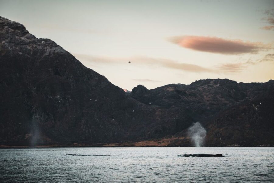 From Alta: Small Group Whale Watching by RIB - Getting ready: where you meet and how you’ll stay warm