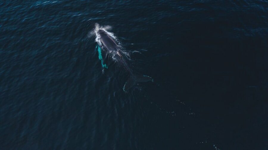 From Alta: Small Group Whale Watching by RIB - The hunt at sea: how they aim for humpbacks and orcas