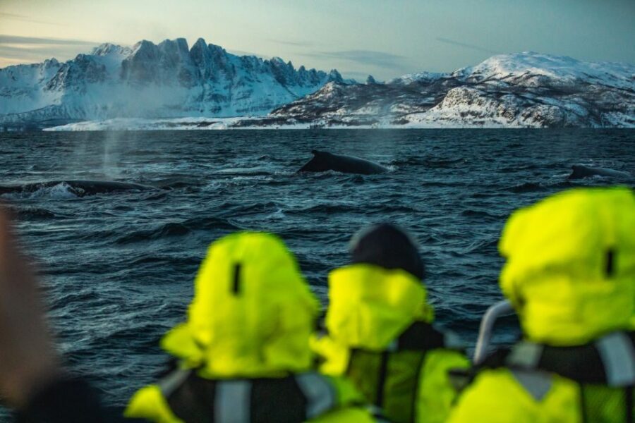 From Alta: Small Group Whale Watching by RIB - The RIB experience: speed first, quiet moments after