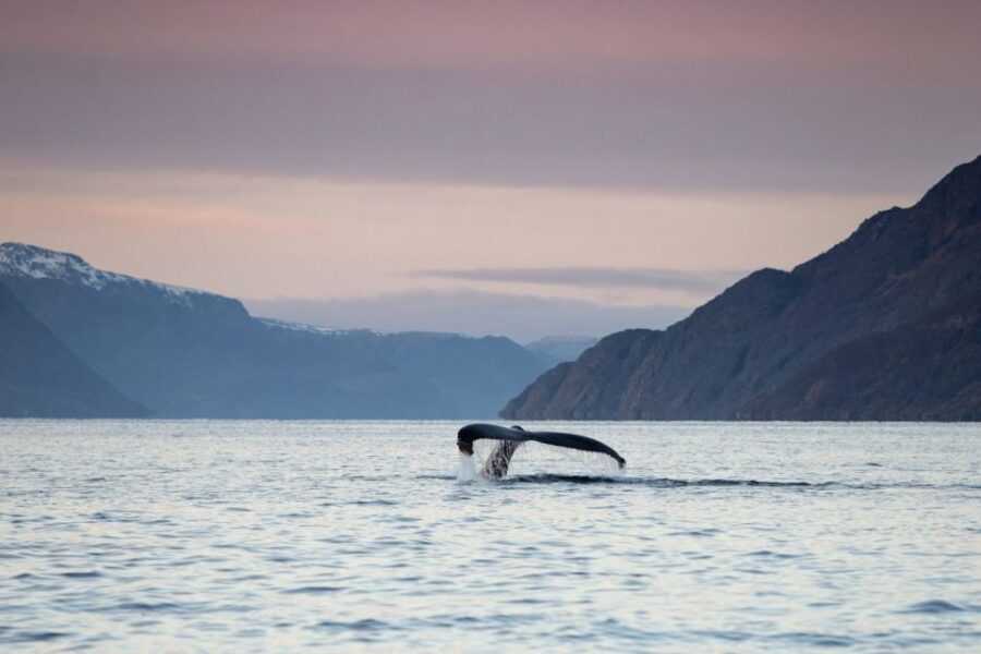From Alta: Small Group Whale Watching by RIB - Responsible whale watching that actually changes what you see