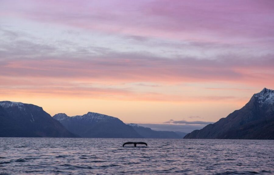 From Alta: Small Group Whale Watching by RIB - Price and value: what $278 buys you (and what it doesn’t)