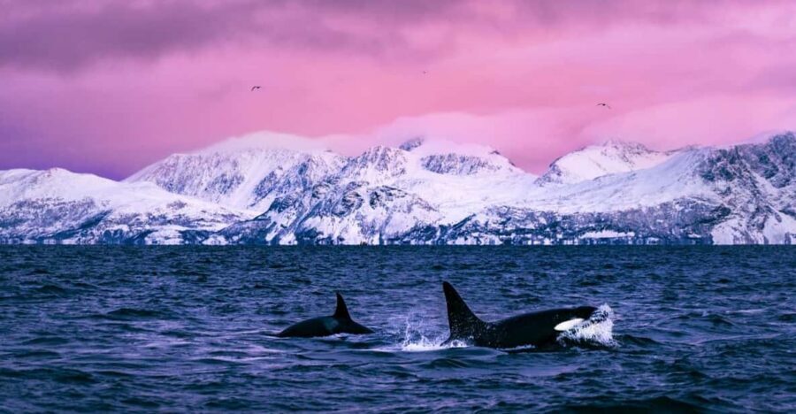 From Alta: Whale and Seabird Cruise - Key Highlights You’ll Care About