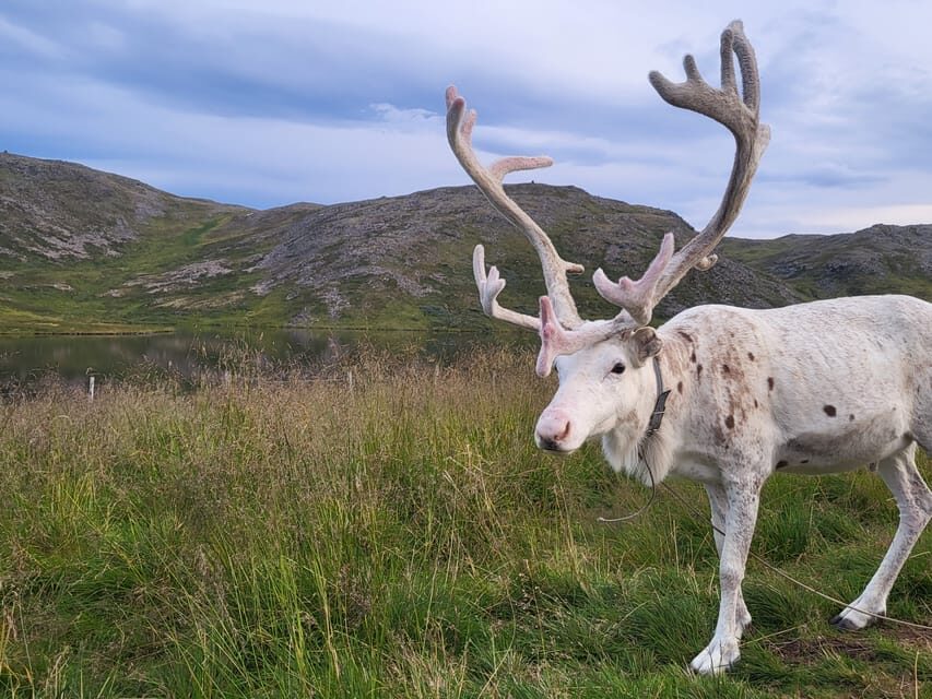 From Honningsvåg: VIP North Cape and Kingcrab Tour - Who should book this, and who should think twice