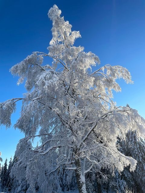 From Oslo: Oslomarka Forest Guided Snowshoeing Tour - Wildlife etiquette: walking so deer and foxes can stay calm