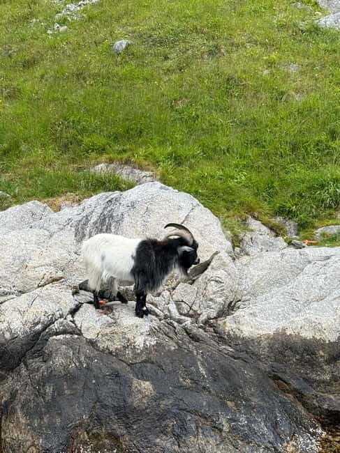 From Stavanger: Lysefjorden & Pulpit Rock Safari by RIB - Key highlights that matter