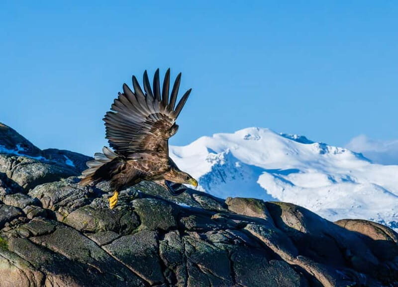 From Svolvær: Lofoten Trollfjord Cruise & Sea Eagle Safari - The 3-hour rhythm: how the timing and stops affect your experience
