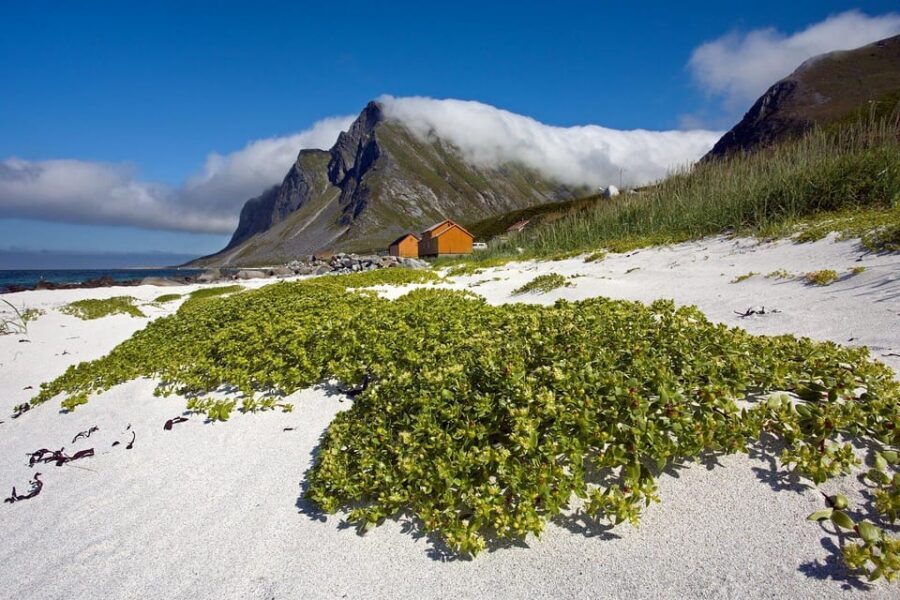 From Svolvær: Reine & Å Lofoten West Island Full Day Tour - Should you book the Svolvær to Reine & Å West Lofoten day?