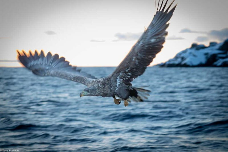 From Svolvær: RIB Boat Lofoten Trollfjord Sea Eagle Safari - The 2-hour flow: what happens from departure to return