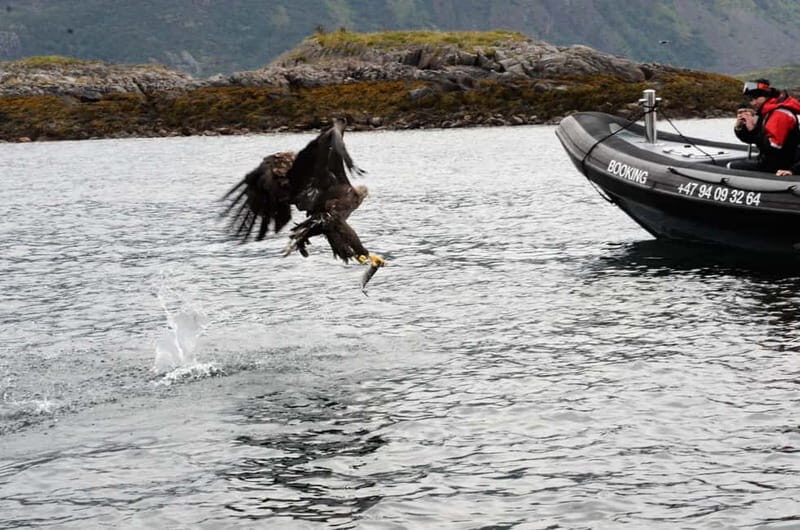 From Svolvær: RIB Boat Lofoten Trollfjord Sea Eagle Safari - Trollfjord from sea level: the fjord stop that makes the trip feel complete