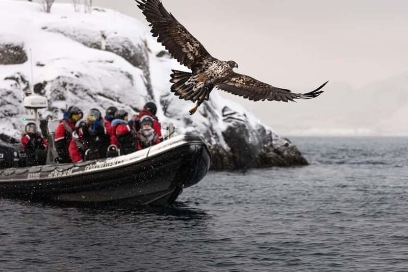 From Svolvær: RIB Boat Lofoten Trollfjord Sea Eagle Safari - Viking locations and stories: history that stays tied to the coast