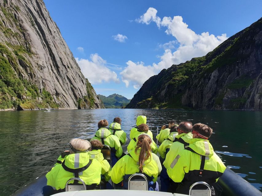 From Svolvaer: Trollfjorden Wildlife RIB Cruise - Why a Trollfjord RIB Beats a Shore-Watching Day