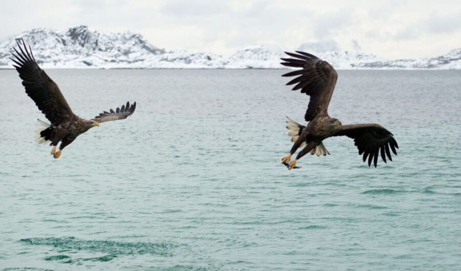 From Svolvaer: Trollfjorden Wildlife RIB Cruise - Price and Value: Is $125 for Two Hours Worth It?