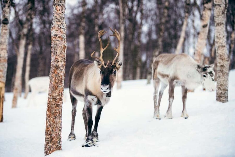 From Tromsø: Advanced Dog Sledding Daytime & Snow Park Visit - Advanced dog sledding in Tamok Valley: what steering really means