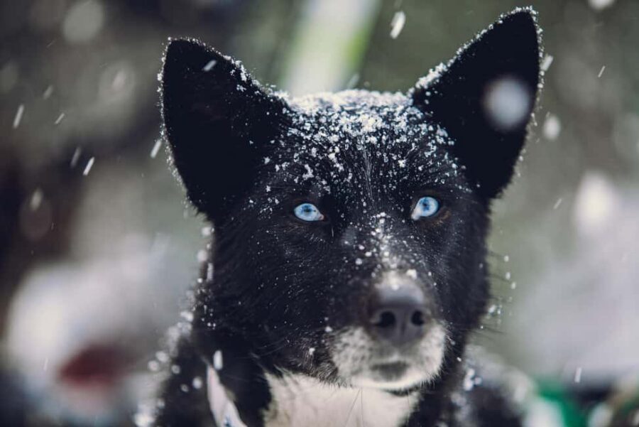 From Tromsø: Advanced Dog Sledding Daytime & Snow Park Visit - Timing and group size: how a small group improves your odds