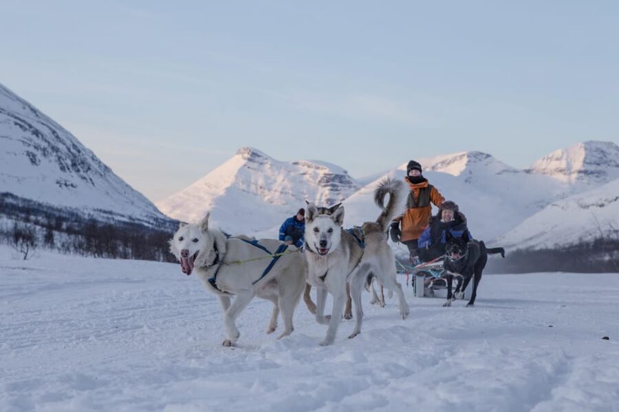 From Tromsø: Advanced Dog Sledding Tour at Camp Tamok - Key points worth knowing before you go