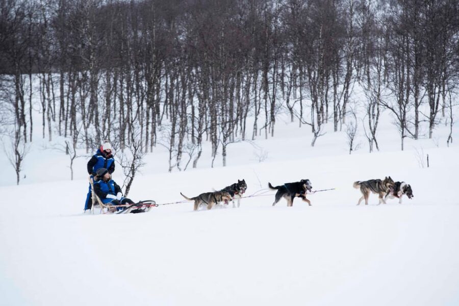 From Tromsø: Advanced Dog Sledding Tour at Camp Tamok - Why this tour feels like CrossFit on snow (and why people still love it)